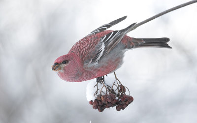Pine grosbeak (Pinicola enucleator)