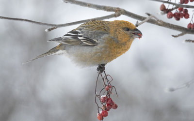Pine grosbeak (Pinicola enucleator)