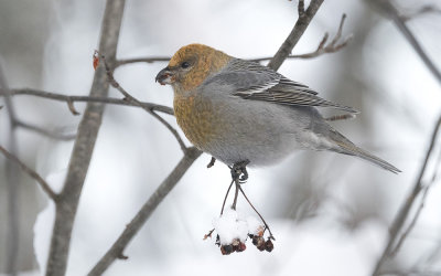 Pine grosbeak (Pinicola enucleator)