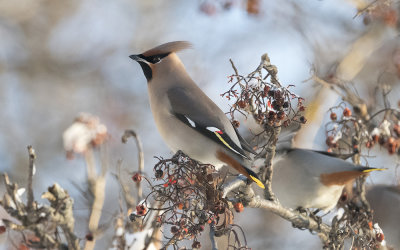 Bohemian waxwing (Bombycilla garrulus)
