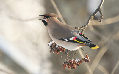 Bohemian waxwing (Bombycilla garrulus)