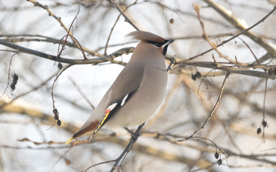Bohemian waxwing (Bombycilla garrulus)
