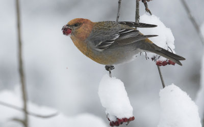 Pine grosbeak (Pinicola enucleator)