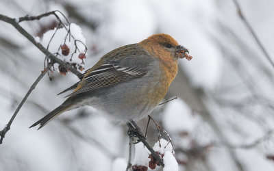 Pine grosbeak (Pinicola enucleator)