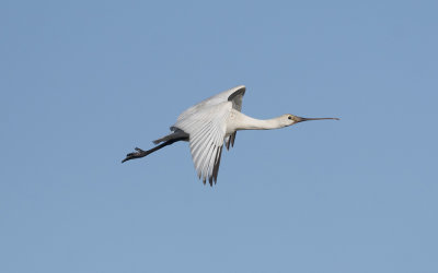 Eurasian spoonbill
