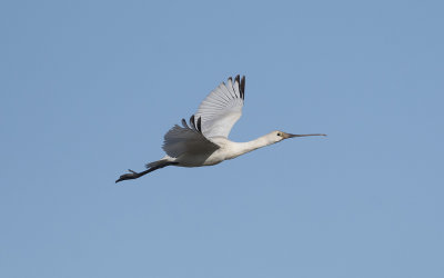 Eurasian spoonbill (Platalea leucorodia)