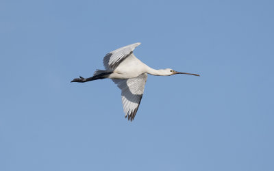 Eurasian spoonbill (Platalea leucorodia)