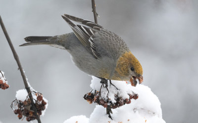 Pine grosbeak (Pinicola enucleator)