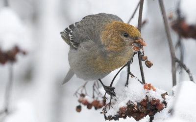 Pine grosbeak (Pinicola enucleator)