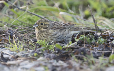 Cirl bunting
