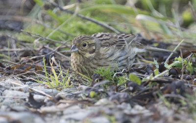 Cirl bunting (Emberiza cirlus)