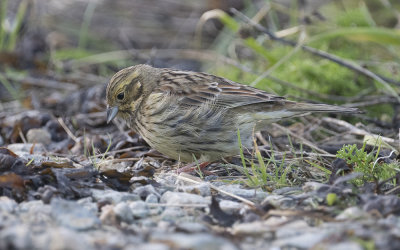 Cirl bunting (Emberiza cirlus)