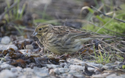 Cirl bunting (Emberiza cirlus)