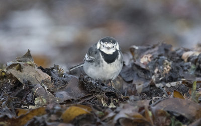 Pied wagtail (Motacilla alba yarrellii)