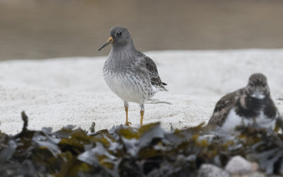 Purple sandpiper (Calidris maritima)