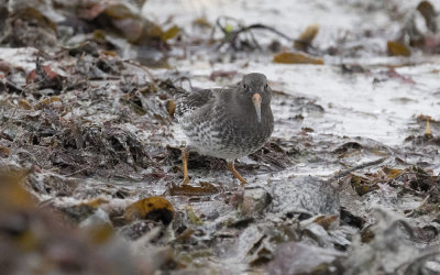 Purple sandpiper (Calidris maritima)