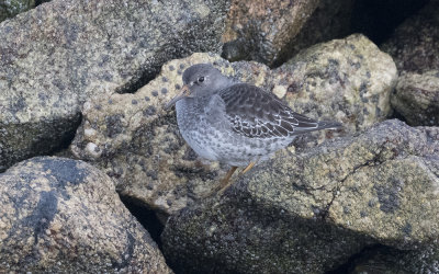 Purple sandpiper (Calidris maritima)