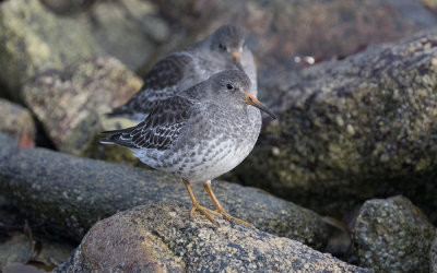 Purple sandpiper (Calidris maritima)