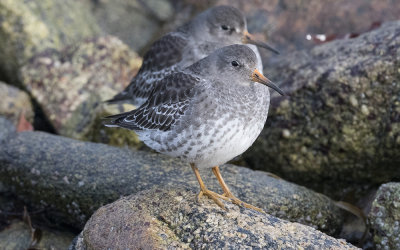 Purple sandpiper (Calidris maritima)