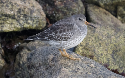 Purple sandpiper (Calidris maritima)