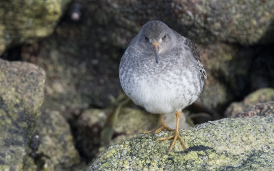 Purple sandpiper (Calidris maritima)