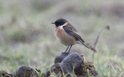 European stonechat