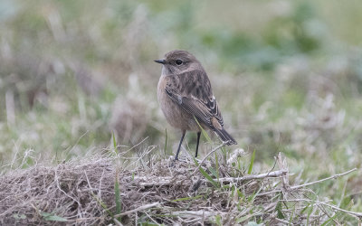 European stonechat (Saxicola rubicola)
