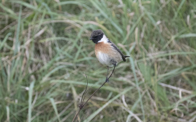European stonechat (Saxicola rubicola)
