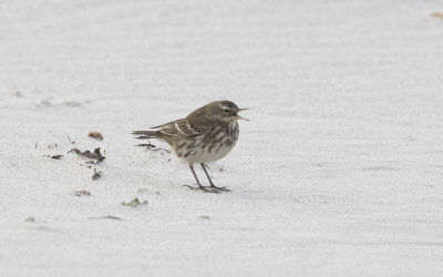 Water pipit