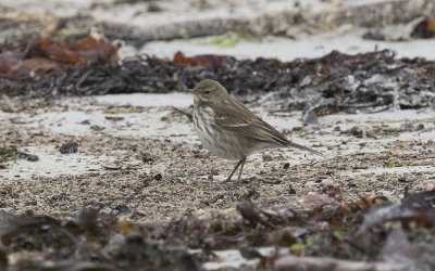 Rock pipit (Anthus petrosus)?