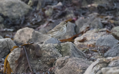 Water pipit (Anthus spinoletta spinoletta)
