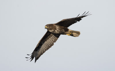 Common buzzard (Buteo buteo)
