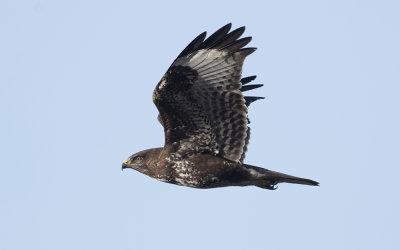 Common buzzard (Buteo buteo)
