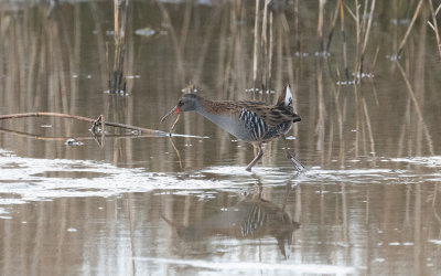 Water rail (Rallus aquaticus)