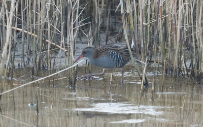 Water rail (Rallus aquaticus)