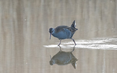 Water rail (Rallus aquaticus)