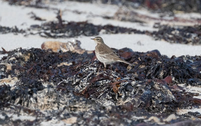 Water pipit (Anthus spinoletta spinoletta)