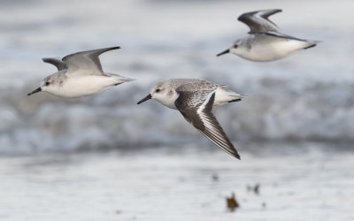Sanderling (Calidris alba)