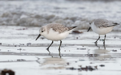 Sanderling (Calidris alba)