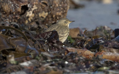 Rock pipit (Anthus petrosus)