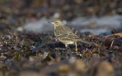 Rock pipit (Anthus petrosus)