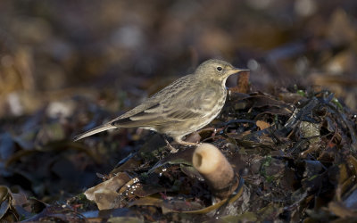 Rock pipit (Anthus petrosus)