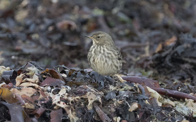 Rock pipit (Anthus petrosus)