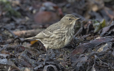 Rock pipit (Anthus petrosus)
