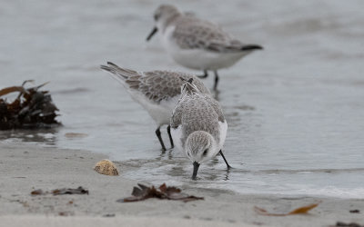 Sanderling (Calidris alba)