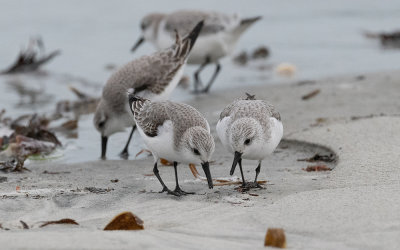 Sanderling (Calidris alba)