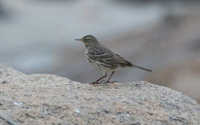 Rock pipit (Anthus petrosus)