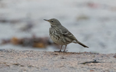 Rock pipit (Anthus petrosus)
