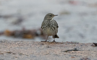 Rock pipit (Anthus petrosus)