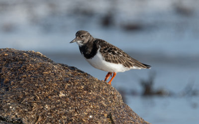 Ruddy turnstone (Arenaria interpres)